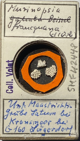Senckenberg, Bryozoa, Bryozoen, Moostierchen, Sammlung Voigt