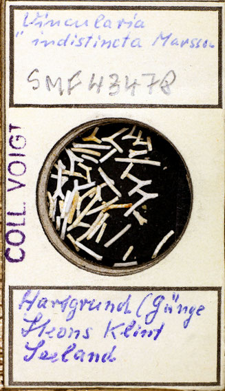 Senckenberg, Bryozoa, Bryozoen, Moostierchen, Sammlung Voigt