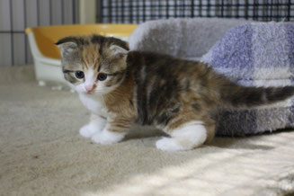 スコティッシュフォールド 子猫 ブリーダー 猫
