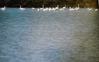 Flamencos, en las salinas de Santa Pola,Alicante.