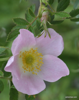 Rosa elliptica - Rosa graveolens - Duft-Rose - Keilblättrige Rose - Rosier à feuilles elliptiques - Rosa a foglie ellittiche - Wildrosen-Wildsträucher-Heckensträucher-Artenvielfalt-Ökologie-Wildrose