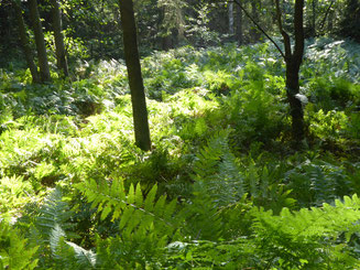 Blick in einen frühlingshaften Wald. Sie Sonne lässt Farn und Gräser grün leuchten.