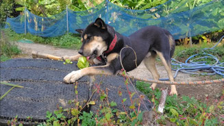 ハヤトウリ＜無農薬・無化学肥料の自然農法＞ - 矢戸田自然塾 自然農法