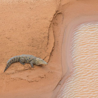 Crocodile in Matmata