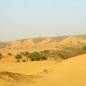 Dunes and oases in the Sahara