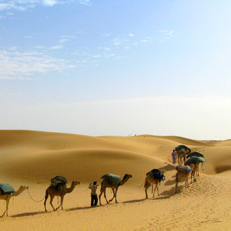 Camel ride in the dunes of the Sahara