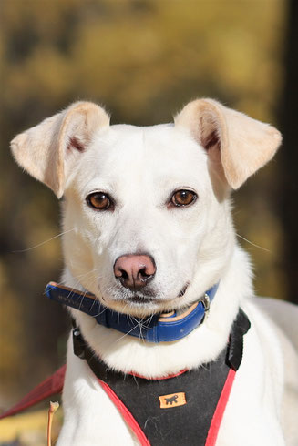 Hunde adoptieren von MIRA-Hundehilfe Moskau e.V. 