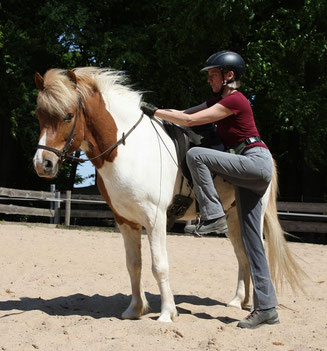 Islandpferd Helgi steht auf einem Reitplatz, gesattelt und getrenst. Sigrid hat einen Fuß im Steigbügel und will gerade aufsteigen