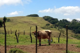 Kuh, Kühe, Costa Rica,