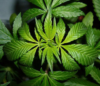 Nährstoffe & Mangelerscheinungen in der Wachstumsphase von Hanf Cannabis