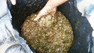 Muestra de forraje que el MAGAP almacena en sus silos de la provincia de Manabí.