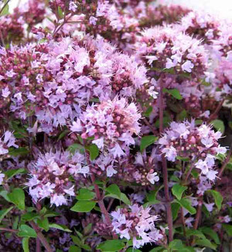 Origanum_majorana