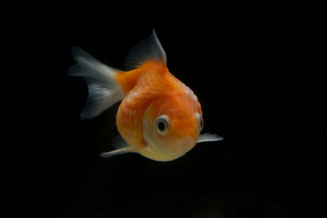 人も動物も(魚も?)、どうぞご自愛ください☆