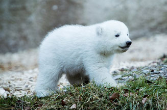 Es entwickelt sich prächtig: Das noch namenslose Eisbärenmädchen in Hellabrunn) (Foto: ProSieben / Benedikt Müller)