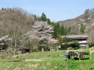 日向地区の山桜