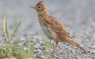 Feldlerche (Foto: Gunther Zieger, LBV-Archiv)