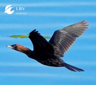 Fliegende Zwergscharbe vor blauem Himmel mit ausgebreiteten Flügeln