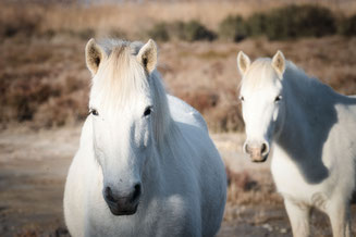 Foto Workshop mit den weißen Pferden in die Camargue
