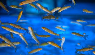 Fish Spa Тенерифе АиФ Европа