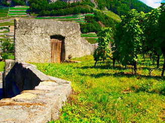 die Mauer zu den Weinbergen