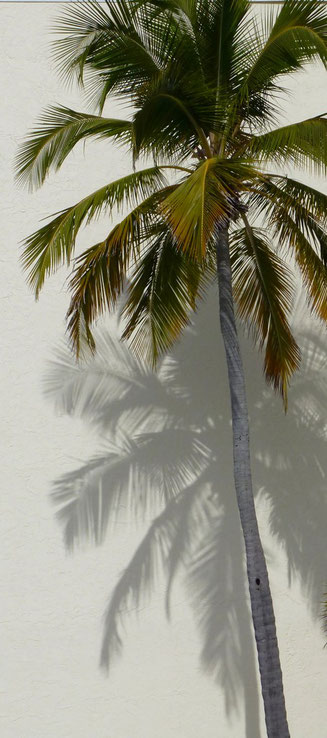 Bild: Palme an einer Häuserwand am Strand von Estero Island in Florida