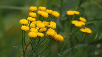 Unzählig viele Mücken auf Blüten