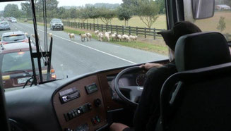 Bild: Coachdriver im Neuseeländischen Bus