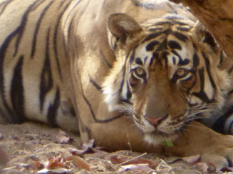 Bild: Tiger auf unserer Safari in Ranthambore NP, Indien