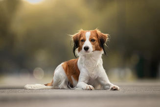 Home Aktuelles Ofkooikermagics Webseite