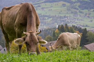 die Kühe bekommen frisches Gras