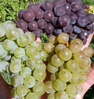 Bunte Silvaner-Klone (blauer, gelber und grüner Silvaner)