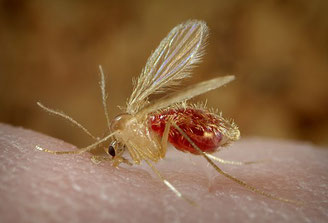 Mücke Phlebotomus pappatasi