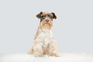 Zwergschnauzer Willi