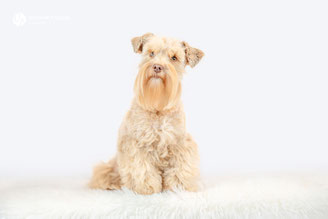 Zwergschnauzer Cookie - (ab 6/2026 im Ruhestand)