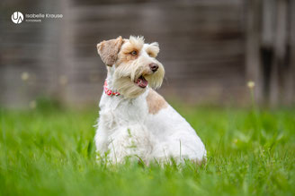 Zwergschnauzer Chili