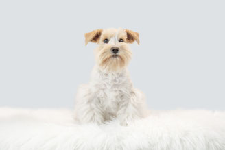Zwergschnauzer Bounty