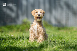 Zwergschnauzer Heidi (Nachwuchs)