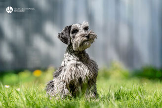 Zwergschnauzer Diva (Nachwuchs)