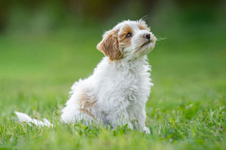 Schnoodle Isabella (Nachwuchs) - Zuchtgemeinschaft in Besitz von Reinhold