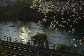 夕暮れの外堀と総武線と桜.撮影はもう4年前ですが.