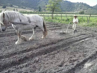 Campesino chileno trabajando