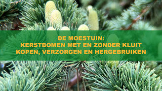 kerstbomen binnen