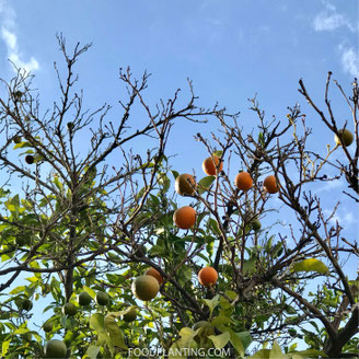 citrus verdorde takken