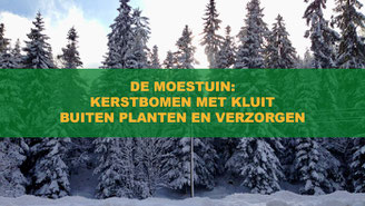 kerstboom verzorgen