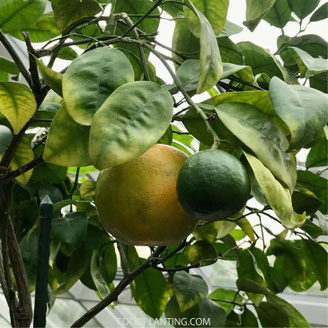 citrusboom bladverkleuring