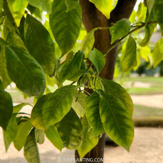 citrusboom bladverkleuring