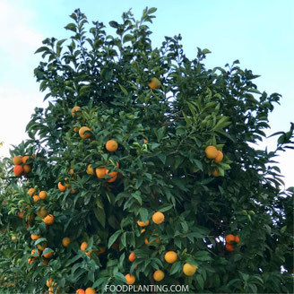 citrusbomen licht