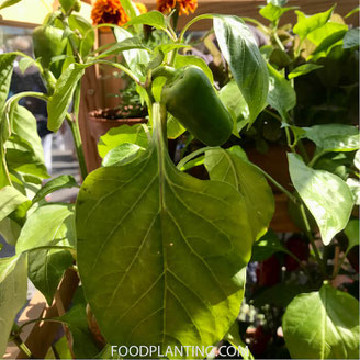 paprika peper binnen kweken