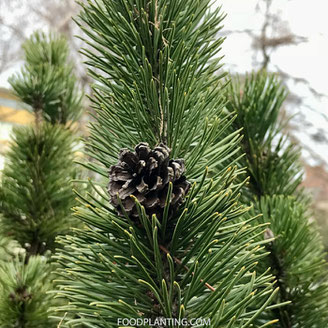 kerstboom zaaien