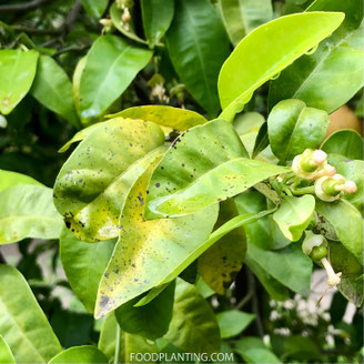 citrus vlekken